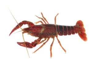 アメリカザリガニを冷凍・保存・解凍調理する方法