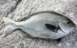 めじなを冷凍・保存・解凍調理する方法