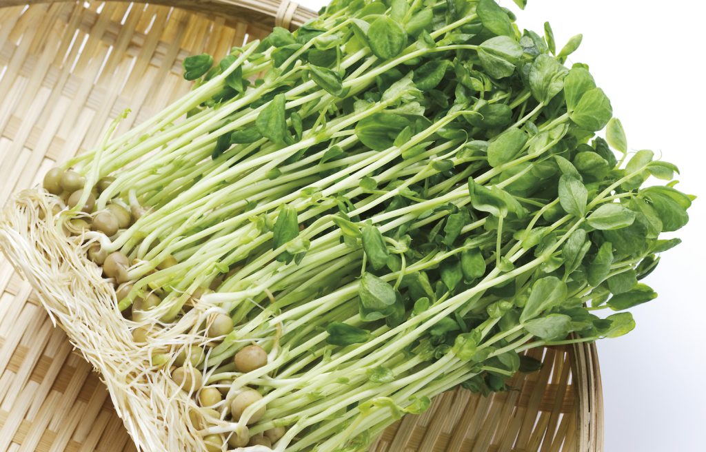 とうみょう（豆苗）を冷凍・保存・解凍調理する方法