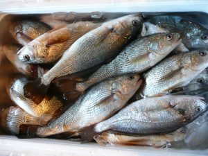 ぐちを冷凍・保存・解凍調理する方法