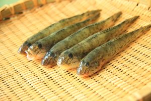 はぜを冷凍・保存・解凍調理する方法