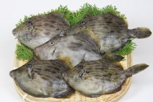 かわはぎを冷凍・保存・解凍調理する方法