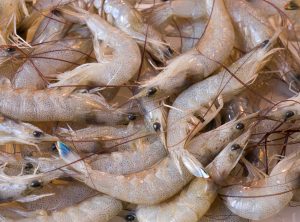しばえびを冷凍・保存・解凍調理する方法