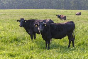 牛トウガラシを冷凍・保存・解凍調理する方法