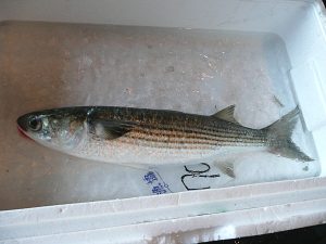 ぼらを冷凍・保存・解凍調理する方法