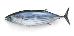 かつおを冷凍・保存・解凍調理する方法